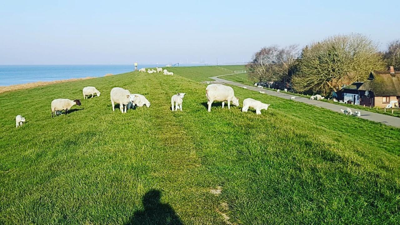 Richters Deich-Oase Daire Brokdorf Dış mekan fotoğraf